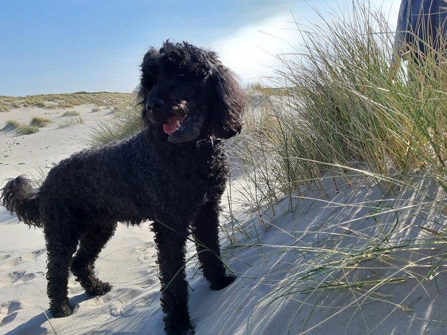 Urlaub mit Hund am Meer. Trixie liebt den Strand! Abbildung 2