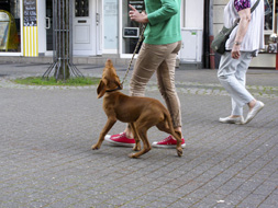 Frauchen hat die besten Ideen, wenn sie bei DG Hunde lernt