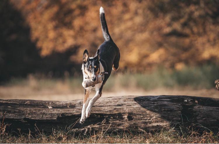 Dummytraining / Apportiertraining: eine sinnvolle Beschäftigung, nicht nur für Jagdhunde