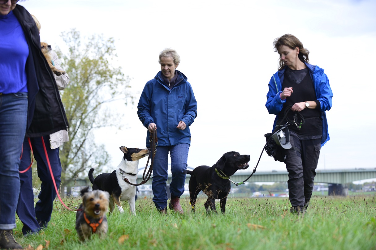 Hundetraining  in Düsseldorf und Umgebung macht in der Gruppe am meisten Spaß