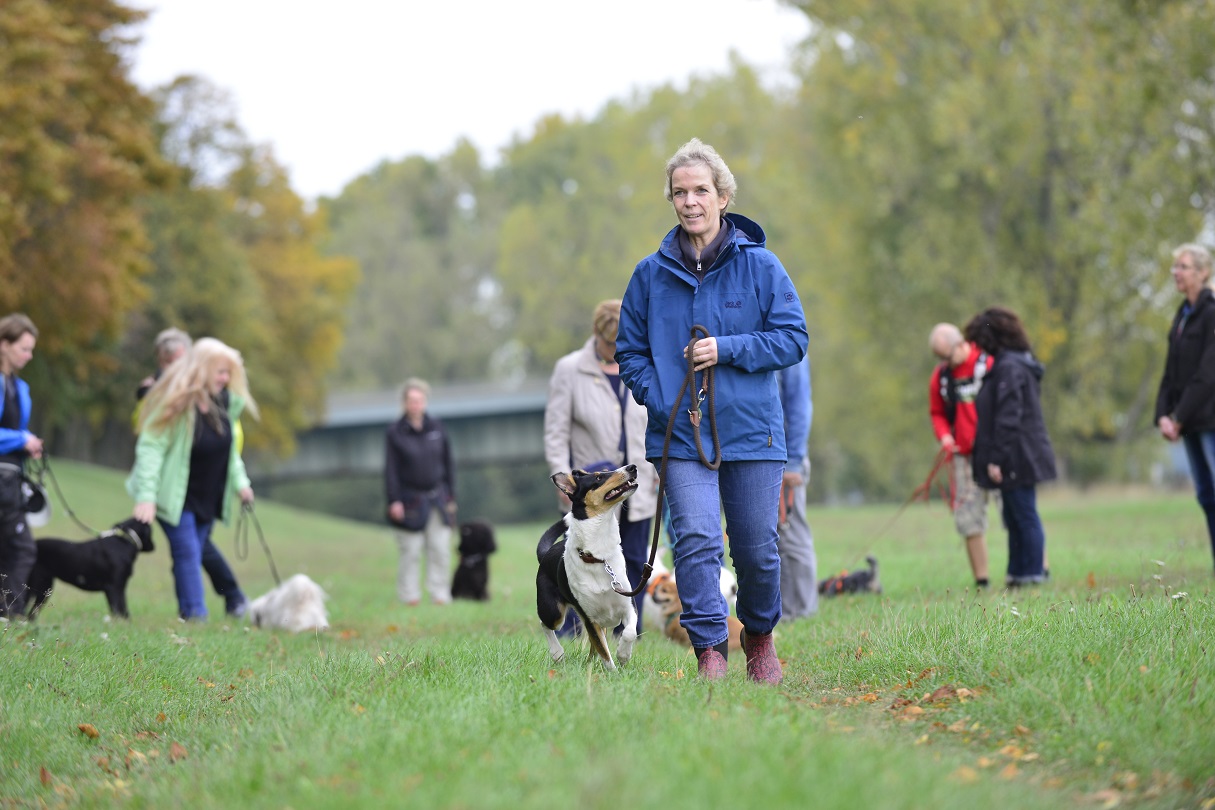 Positives Hundetraining stärkt die Beziehung und festigt das Teamwork zwischen Mensch und Hund