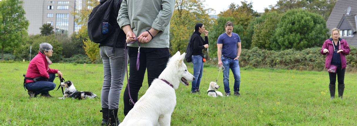 Hundeerziehung einfühlsam, motivierend und mit genügend Ruhepausen stabilisiert den jungen Hund