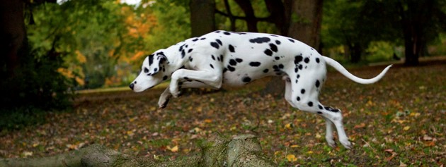 Hundeausbildung: Rückruftraining nicht nur für Jagdhunde wichtig