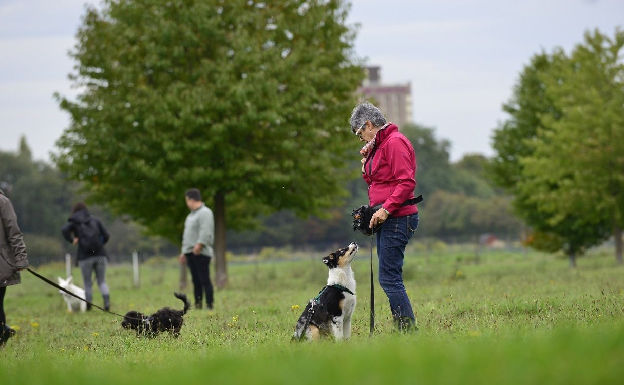 Hundeschule / Welpenschule Düsseldorf: durch uns lernen Mensch und Hund, wieviel Spaß das miteinander machen kann