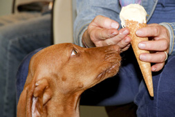 Eis essen wird gelernt in der DG Hunde - Schule