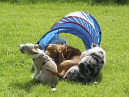 Welpen lernen auch durch Spielen mit Artgenossen im DG Hunde-Garten